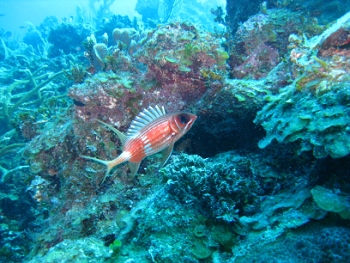 Diving in Belize